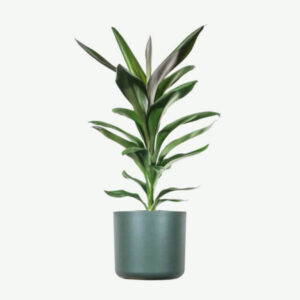 plants ecommerce product featured img 20